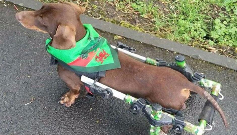 Pics with thanks: https://www.dachshund-ivdd.uk/uk-resources/support-for-dogs-with-ivdd/
